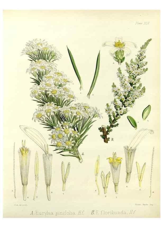 Reproducción/Reproduction 32986300461: The botany of the Antarctic voyage of H.M. discovery ships Erebus and Terror in the Years 1839-1843. London :Reeve Brothers,1844-1860.