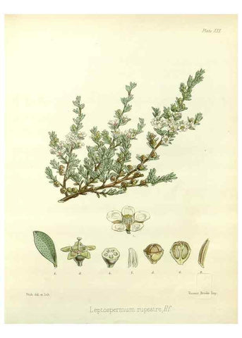 Reproducción/Reproduction 32730662770: The botany of the Antarctic voyage of H.M. discovery ships Erebus and Terror in the Years 1839-1843. London :Reeve Brothers,1844-1860.