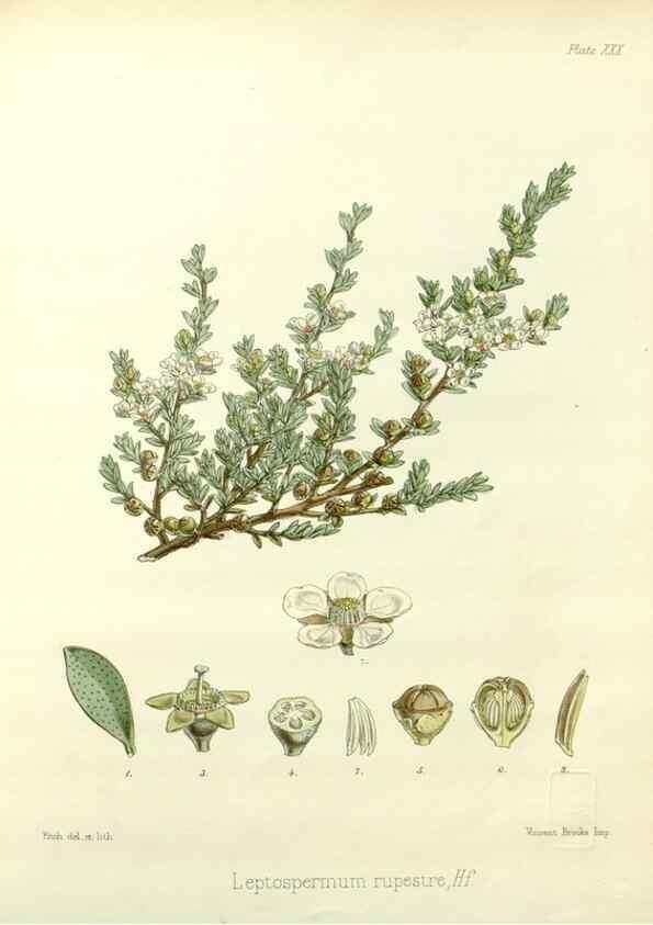 Reproducción/Reproduction 32730662770: The botany of the Antarctic voyage of H.M. discovery ships Erebus and Terror in the Years 1839-1843. London :Reeve Brothers,1844-1860.