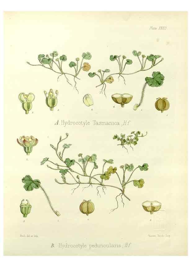 Reproducción/Reproduction 32267868064: The botany of the Antarctic voyage of H.M. discovery ships Erebus and Terror in the Years 1839-1843. London :Reeve Brothers,1844-1860.