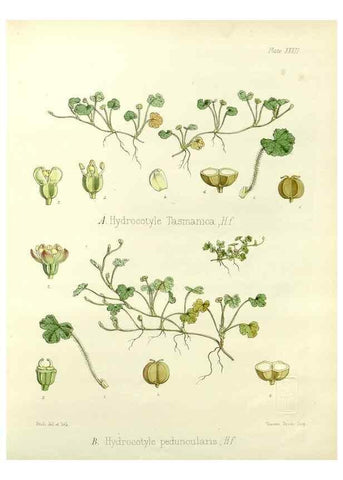 Reproducción/Reproduction 32267868064: The botany of the Antarctic voyage of H.M. discovery ships Erebus and Terror in the Years 1839-1843. London :Reeve Brothers,1844-1860.