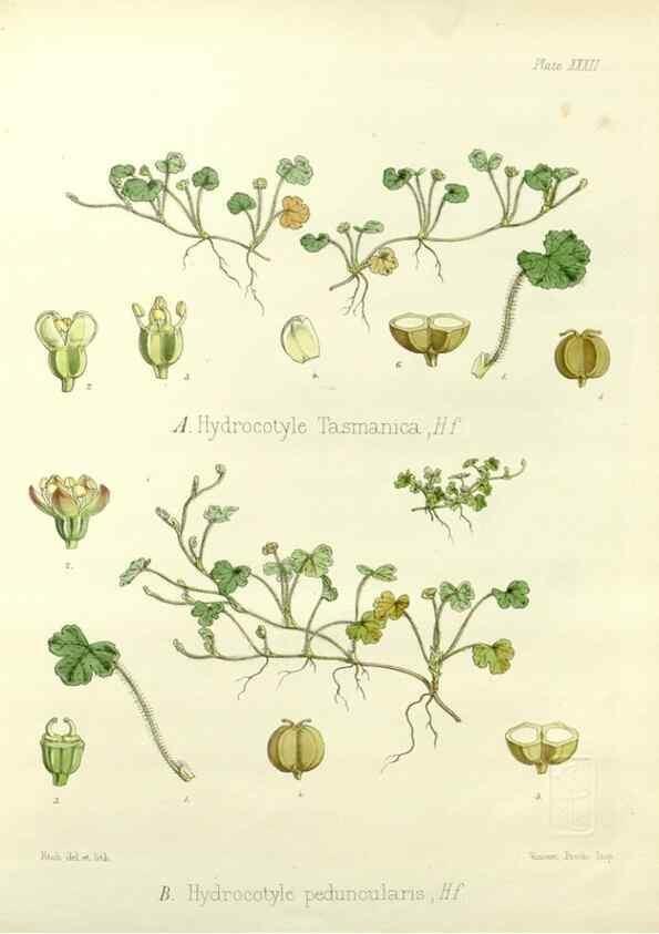 Reproducción/Reproduction 32267868064: The botany of the Antarctic voyage of H.M. discovery ships Erebus and Terror in the Years 1839-1843. London :Reeve Brothers,1844-1860.