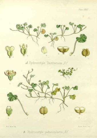 Reproducción/Reproduction 32267868064: The botany of the Antarctic voyage of H.M. discovery ships Erebus and Terror in the Years 1839-1843. London :Reeve Brothers,1844-1860.