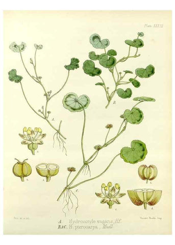 Reproducción/Reproduction 32986281841: The botany of the Antarctic voyage of H.M. discovery ships Erebus and Terror in the Years 1839-1843. London :Reeve Brothers,1844-1860.