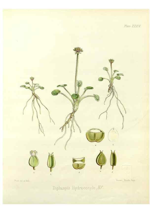 Reproducción/Reproduction 32986283331: The botany of the Antarctic voyage of H.M. discovery ships Erebus and Terror in the Years 1839-1843. London :Reeve Brothers,1844-1860.