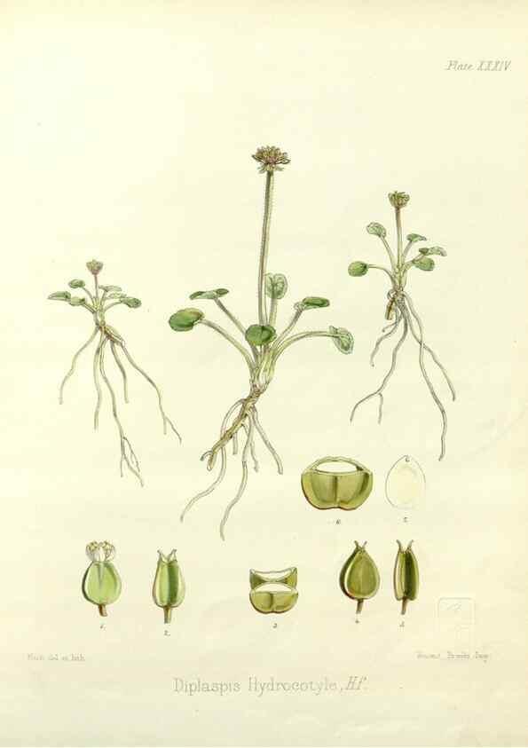 Reproducción/Reproduction 32986283331: The botany of the Antarctic voyage of H.M. discovery ships Erebus and Terror in the Years 1839-1843. London :Reeve Brothers,1844-1860.