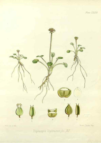 Reproducción/Reproduction 32986283331: The botany of the Antarctic voyage of H.M. discovery ships Erebus and Terror in the Years 1839-1843. London :Reeve Brothers,1844-1860.