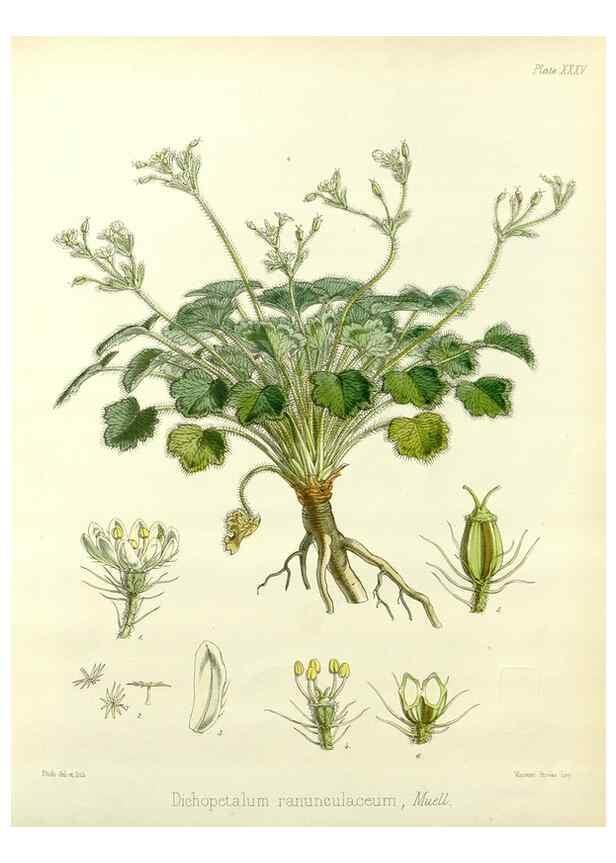 Reproducción/Reproduction 32986284841: The botany of the Antarctic voyage of H.M. discovery ships Erebus and Terror in the Years 1839-1843. London :Reeve Brothers,1844-1860.