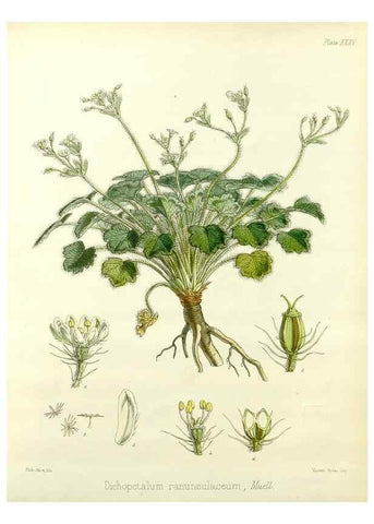 Reproducción/Reproduction 32986284841: The botany of the Antarctic voyage of H.M. discovery ships Erebus and Terror in the Years 1839-1843. London :Reeve Brothers,1844-1860.