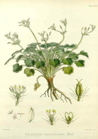 Reproducción/Reproduction 32986284841: The botany of the Antarctic voyage of H.M. discovery ships Erebus and Terror in the Years 1839-1843. London :Reeve Brothers,1844-1860.