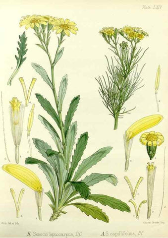 Reproducción/Reproduction 32297588503: The botany of the Antarctic voyage of H.M. discovery ships Erebus and Terror in the Years 1839-1843. London :Reeve Brothers,1844-1860.