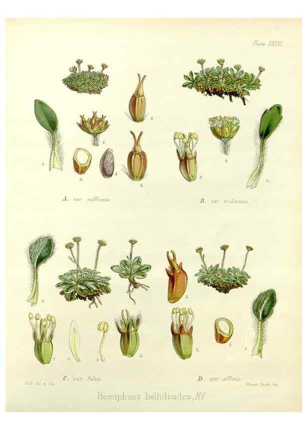 Reproducción/Reproduction 32986286421: The botany of the Antarctic voyage of H.M. discovery ships Erebus and Terror in the Years 1839-1843. London :Reeve Brothers,1844-1860.