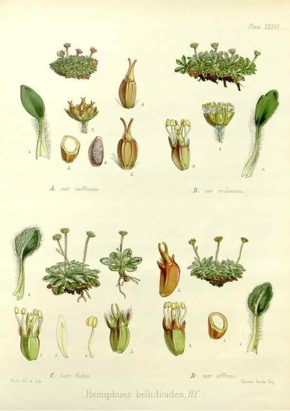 Reproducción/Reproduction 32986286421: The botany of the Antarctic voyage of H.M. discovery ships Erebus and Terror in the Years 1839-1843. London :Reeve Brothers,1844-1860.