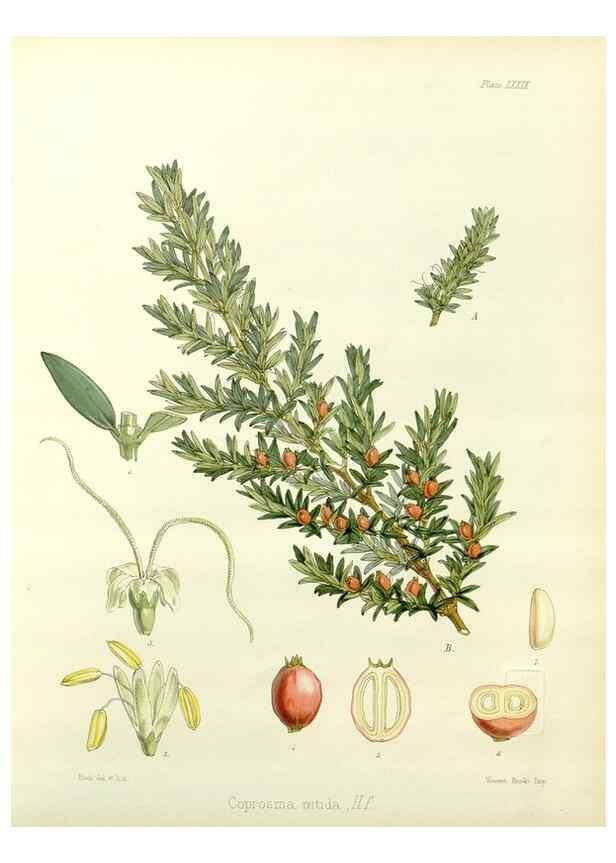 Reproducción/Reproduction 32986290551: The botany of the Antarctic voyage of H.M. discovery ships Erebus and Terror in the Years 1839-1843. London :Reeve Brothers,1844-1860.