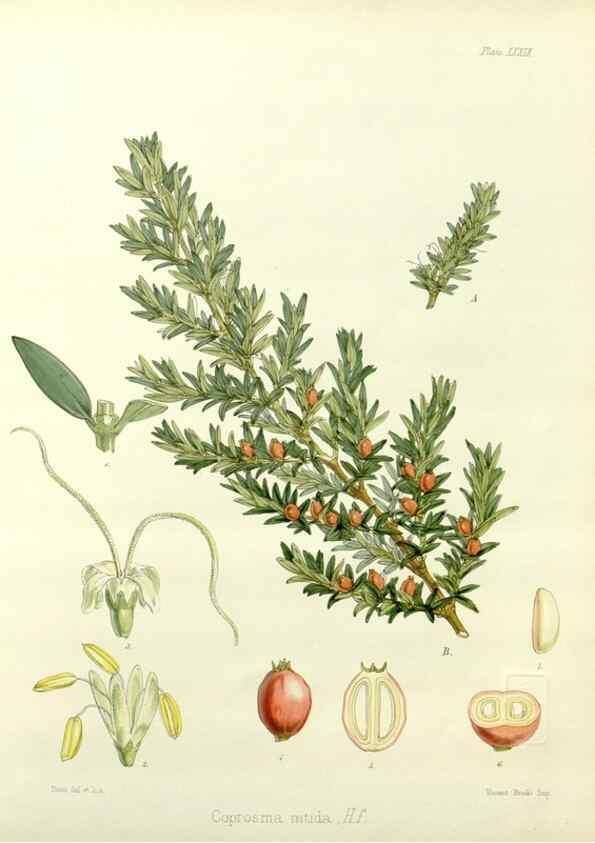 Reproducción/Reproduction 32986290551: The botany of the Antarctic voyage of H.M. discovery ships Erebus and Terror in the Years 1839-1843. London :Reeve Brothers,1844-1860.
