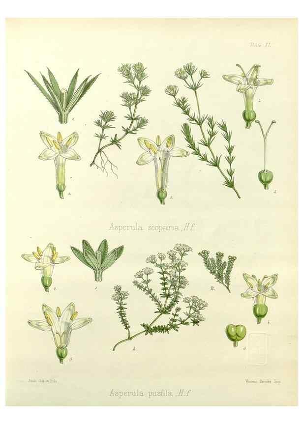 Reproducción/Reproduction 32267878144: The botany of the Antarctic voyage of H.M. discovery ships Erebus and Terror in the Years 1839-1843. London :Reeve Brothers,1844-1860.
