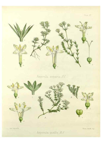 Reproducción/Reproduction 32267878144: The botany of the Antarctic voyage of H.M. discovery ships Erebus and Terror in the Years 1839-1843. London :Reeve Brothers,1844-1860.
