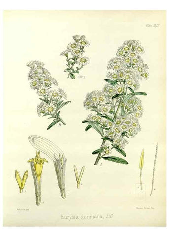 Reproducción/Reproduction 32986298821: The botany of the Antarctic voyage of H.M. discovery ships Erebus and Terror in the Years 1839-1843. London :Reeve Brothers,1844-1860.