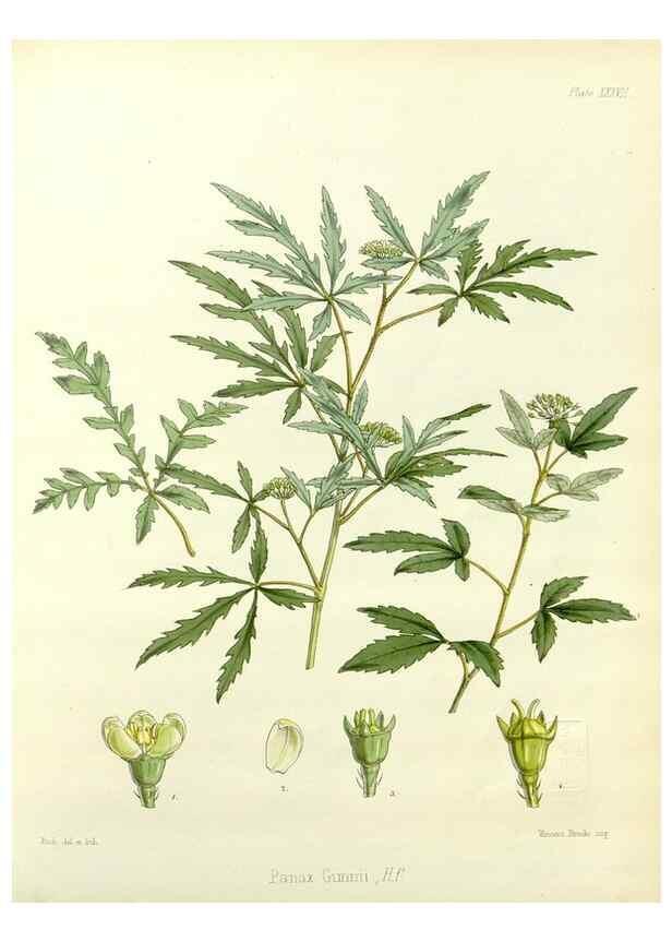 Reproducción/Reproduction 32986287831: The botany of the Antarctic voyage of H.M. discovery ships Erebus and Terror in the Years 1839-1843. London :Reeve Brothers,1844-1860.