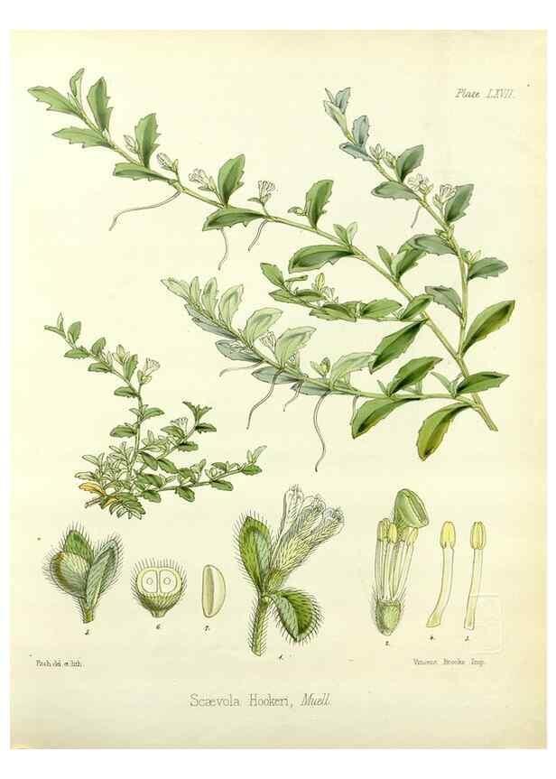 Reproducción/Reproduction 32956891392: The botany of the Antarctic voyage of H.M. discovery ships Erebus and Terror in the Years 1839-1843. London :Reeve Brothers,1844-1860.