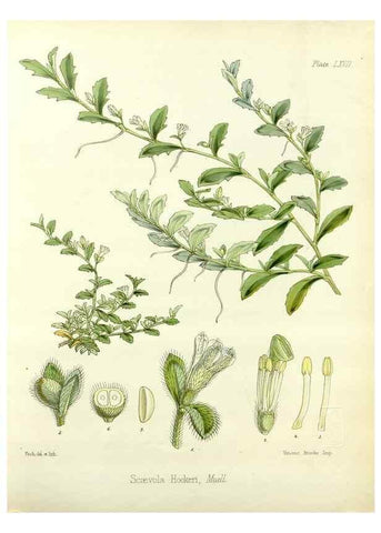 Reproducción/Reproduction 32956891392: The botany of the Antarctic voyage of H.M. discovery ships Erebus and Terror in the Years 1839-1843. London :Reeve Brothers,1844-1860.