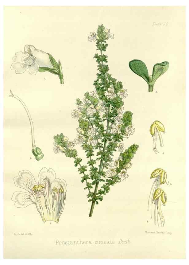 Reproducción/Reproduction 32730768990: The botany of the Antarctic voyage of H.M. discovery ships Erebus and Terror in the Years 1839-1843. London :Reeve Brothers,1844-1860.