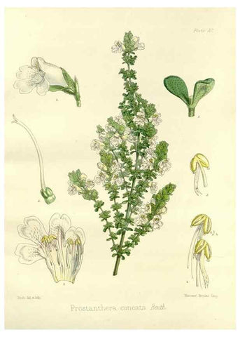 Reproducción/Reproduction 32730768990: The botany of the Antarctic voyage of H.M. discovery ships Erebus and Terror in the Years 1839-1843. London :Reeve Brothers,1844-1860.