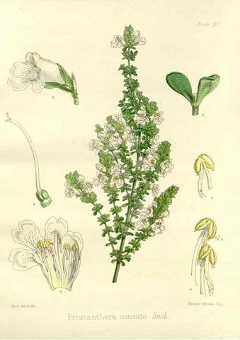 Reproducción/Reproduction 32730768990: The botany of the Antarctic voyage of H.M. discovery ships Erebus and Terror in the Years 1839-1843. London :Reeve Brothers,1844-1860.