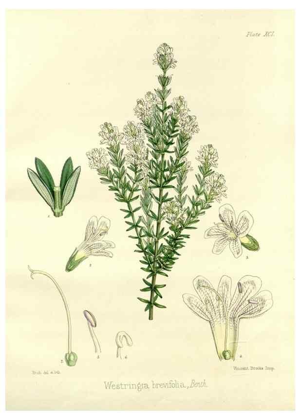 Reproducción/Reproduction 32730770270: The botany of the Antarctic voyage of H.M. discovery ships Erebus and Terror in the Years 1839-1843. London :Reeve Brothers,1844-1860.