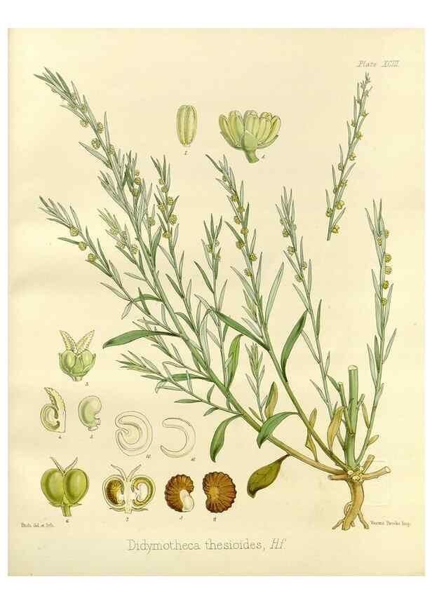Reproducción/Reproduction 33071576276: The botany of the Antarctic voyage of H.M. discovery ships Erebus and Terror in the Years 1839-1843. London :Reeve Brothers,1844-1860.