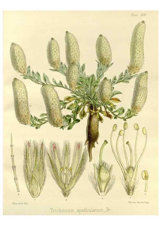 Reproducción/Reproduction 32268000204: The botany of the Antarctic voyage of H.M. discovery ships Erebus and Terror in the Years 1839-1843. London :Reeve Brothers,1844-1860.