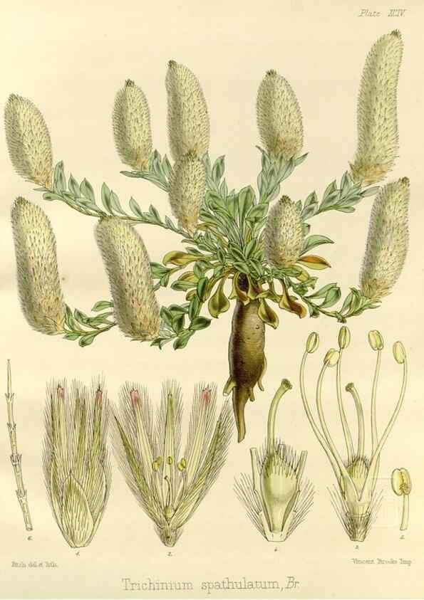 Reproducción/Reproduction 32268000204: The botany of the Antarctic voyage of H.M. discovery ships Erebus and Terror in the Years 1839-1843. London :Reeve Brothers,1844-1860.