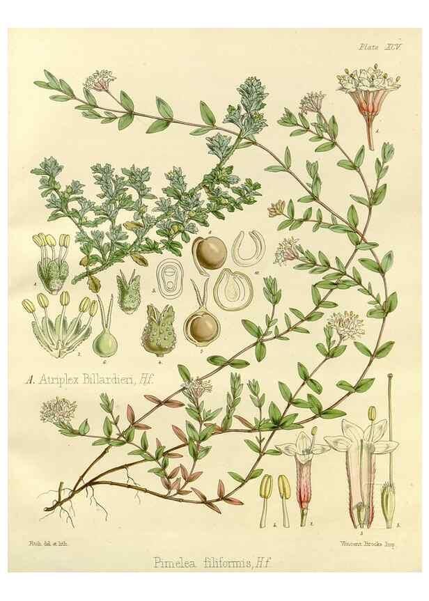 Reproducción/Reproduction 33071579326: The botany of the Antarctic voyage of H.M. discovery ships Erebus and Terror in the Years 1839-1843. London :Reeve Brothers,1844-1860.