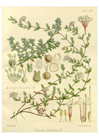 Reproducción/Reproduction 33071579326: The botany of the Antarctic voyage of H.M. discovery ships Erebus and Terror in the Years 1839-1843. London :Reeve Brothers,1844-1860.