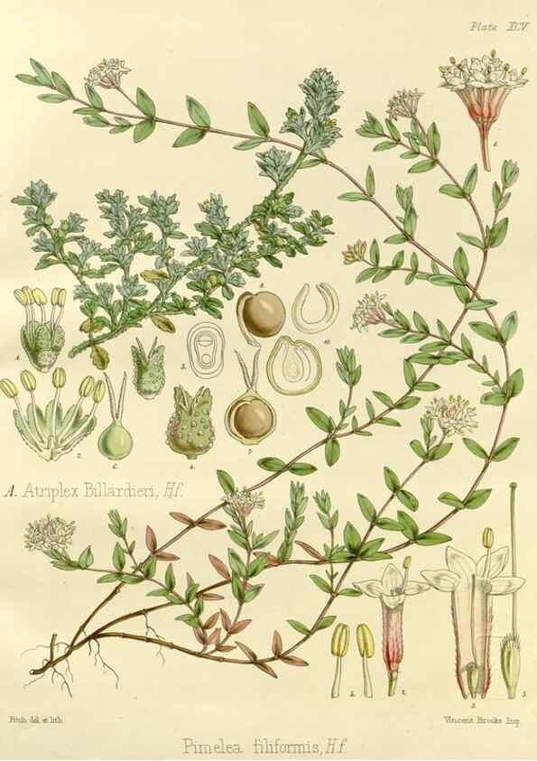 Reproducción/Reproduction 33071579326: The botany of the Antarctic voyage of H.M. discovery ships Erebus and Terror in the Years 1839-1843. London :Reeve Brothers,1844-1860.
