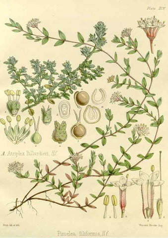 Reproducción/Reproduction 33071579326: The botany of the Antarctic voyage of H.M. discovery ships Erebus and Terror in the Years 1839-1843. London :Reeve Brothers,1844-1860.