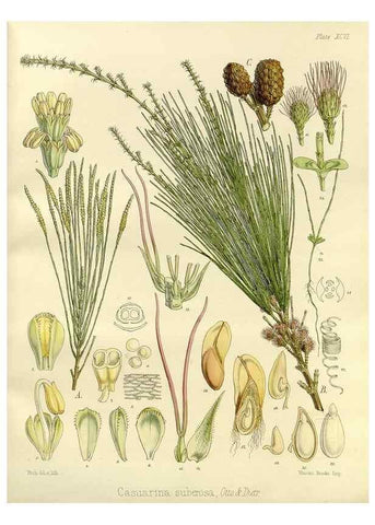 Reproducción/Reproduction 33071580736: The botany of the Antarctic voyage of H.M. discovery ships Erebus and Terror in the Years 1839-1843. London :Reeve Brothers,1844-1860.