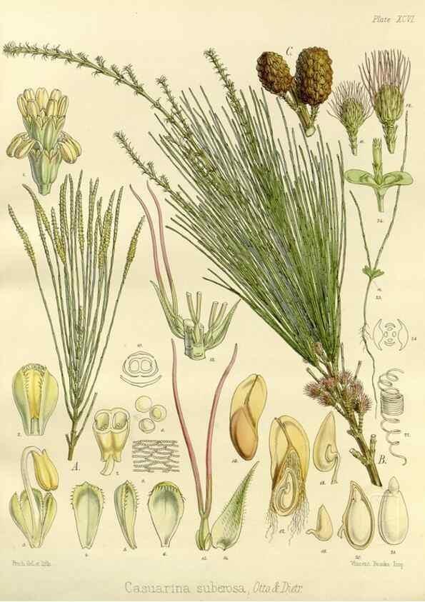Reproducción/Reproduction 33071580736: The botany of the Antarctic voyage of H.M. discovery ships Erebus and Terror in the Years 1839-1843. London :Reeve Brothers,1844-1860.
