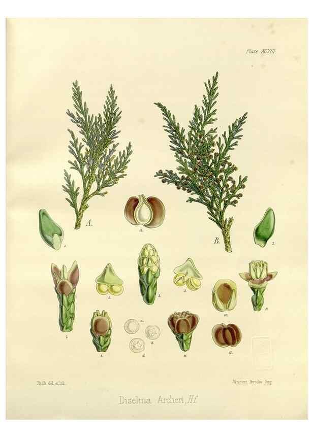 Reproducción/Reproduction 32730780720: The botany of the Antarctic voyage of H.M. discovery ships Erebus and Terror in the Years 1839-1843. London :Reeve Brothers,1844-1860.