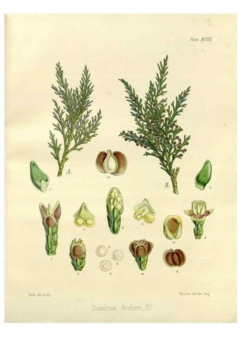 Reproducción/Reproduction 32730780720: The botany of the Antarctic voyage of H.M. discovery ships Erebus and Terror in the Years 1839-1843. London :Reeve Brothers,1844-1860.