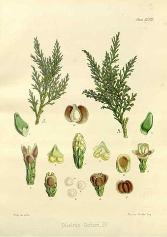 Reproducción/Reproduction 32730780720: The botany of the Antarctic voyage of H.M. discovery ships Erebus and Terror in the Years 1839-1843. London :Reeve Brothers,1844-1860.