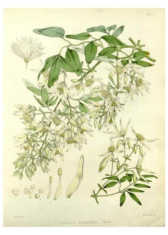 Reproducción/Reproduction 32268287754: The botany of the Antarctic voyage of H.M. discovery ships Erebus and Terror in the Years 1839-1843. London :Reeve Brothers,1844-1860.