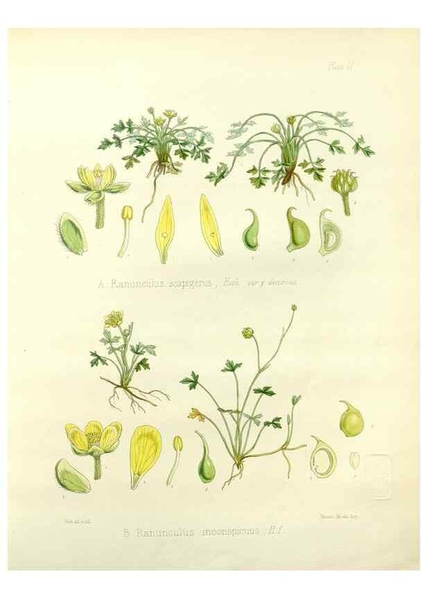 Reproducción/Reproduction 32986684981: The botany of the Antarctic voyage of H.M. discovery ships Erebus and Terror in the Years 1839-1843. London :Reeve Brothers,1844-1860.