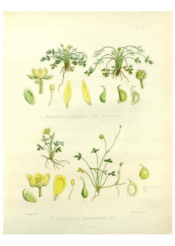 Reproducción/Reproduction 32986684981: The botany of the Antarctic voyage of H.M. discovery ships Erebus and Terror in the Years 1839-1843. London :Reeve Brothers,1844-1860.