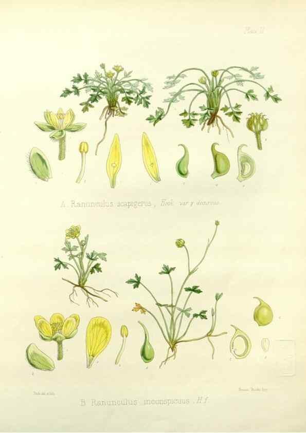 Reproducción/Reproduction 32986684981: The botany of the Antarctic voyage of H.M. discovery ships Erebus and Terror in the Years 1839-1843. London :Reeve Brothers,1844-1860.