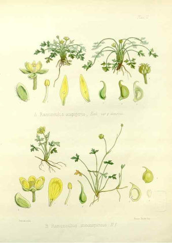 Reproducción/Reproduction 32986684981: The botany of the Antarctic voyage of H.M. discovery ships Erebus and Terror in the Years 1839-1843. London :Reeve Brothers,1844-1860.