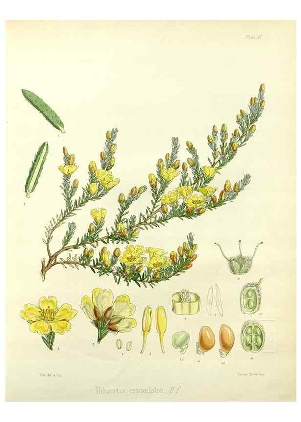 Reproducción/Reproduction 32986687681: The botany of the Antarctic voyage of H.M. discovery ships Erebus and Terror in the Years 1839-1843. London :Reeve Brothers,1844-1860.