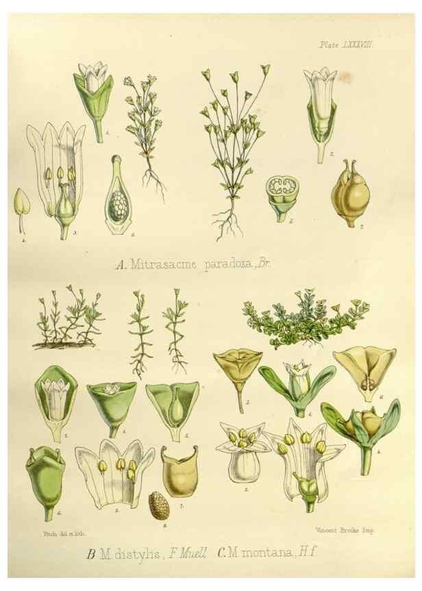 Reproducción/Reproduction 32267978694: The botany of the Antarctic voyage of H.M. discovery ships Erebus and Terror in the Years 1839-1843. London :Reeve Brothers,1844-1860.