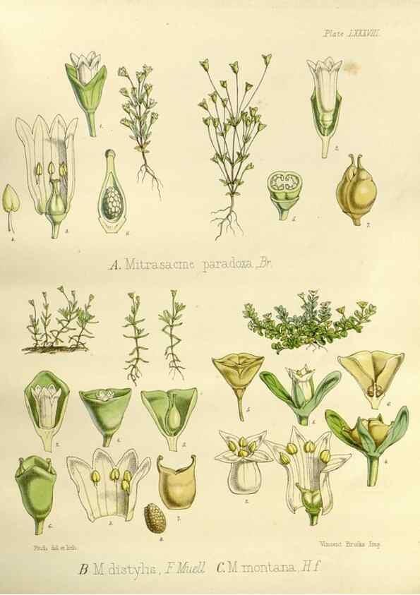 Reproducción/Reproduction 32267978694: The botany of the Antarctic voyage of H.M. discovery ships Erebus and Terror in the Years 1839-1843. London :Reeve Brothers,1844-1860.