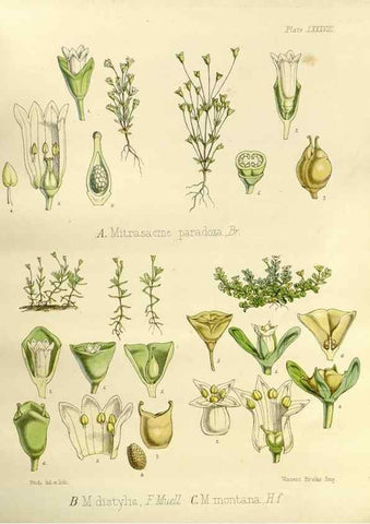 Reproducción/Reproduction 32267978694: The botany of the Antarctic voyage of H.M. discovery ships Erebus and Terror in the Years 1839-1843. London :Reeve Brothers,1844-1860.